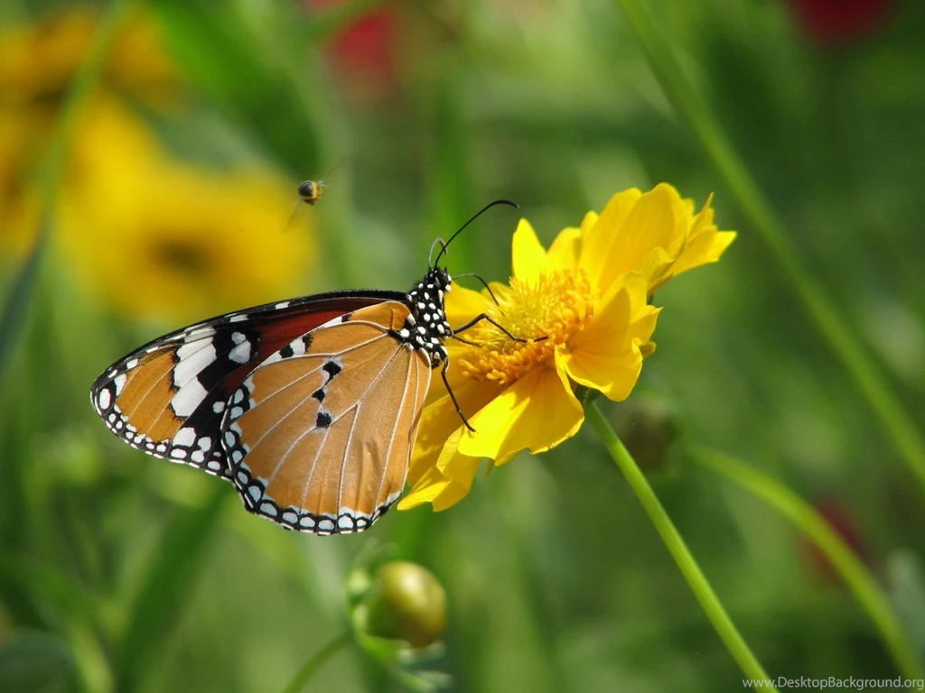 Flowers With Butterfly Wallpapers Hd Wallpapers   67235