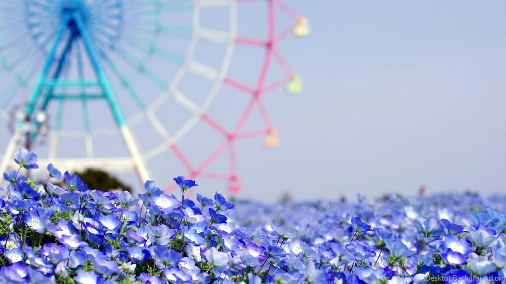 Summer Blue Flower Wallpapers Tumblr.