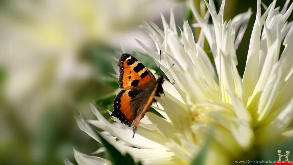 Butterfly With Flower Wallpapers HdWallpapers Of Insect And Animals ...