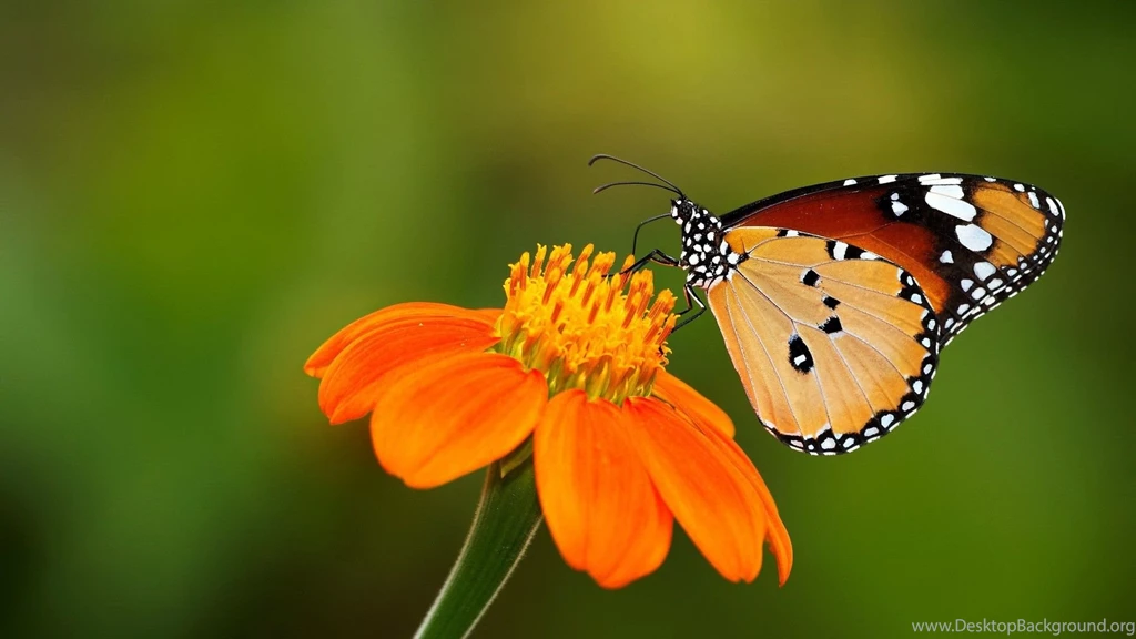 1024x768px Butterfly Wallpapers On A Flower