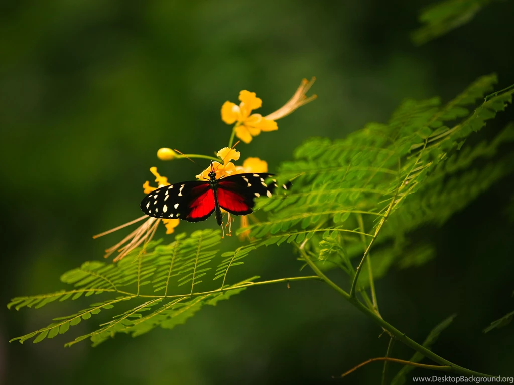 Colorful Butterfly And Flower Wallpapers 4729x3547 6916322