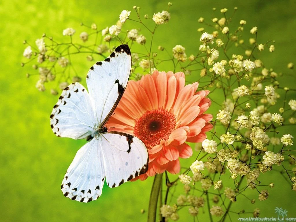 Butterfly Flower Hi Res Wallpapers