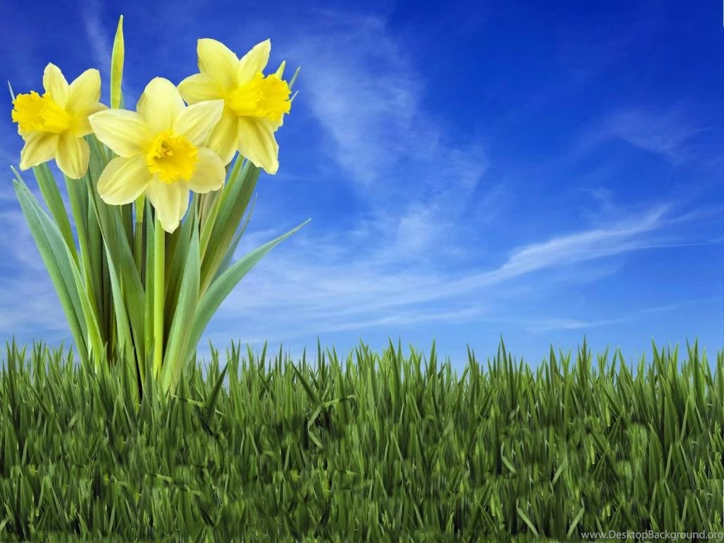 Download Beautiful Flower Wallpapers HD Resolution