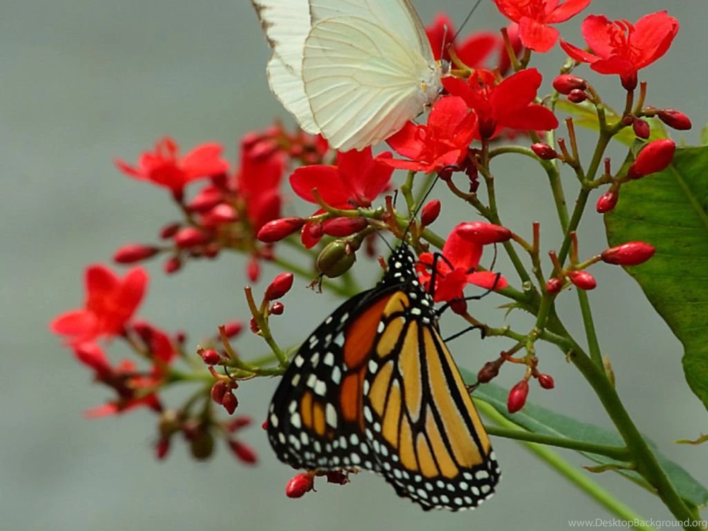 Butterfly Flower Wallpapers