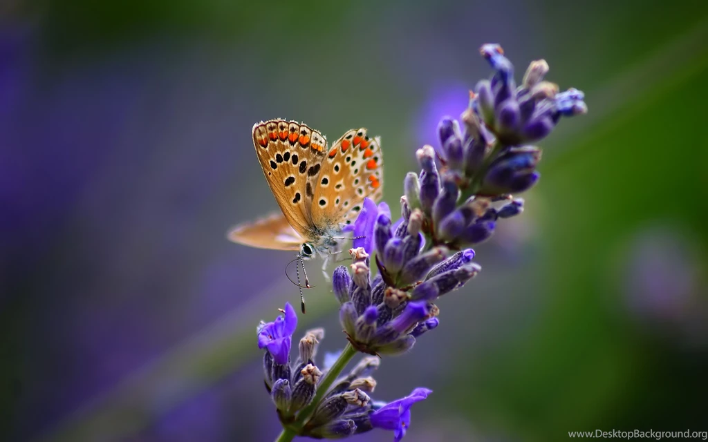 Download Wallpapers 3840x2400 Butterfly, Flower, Bright, Backgrounds ...