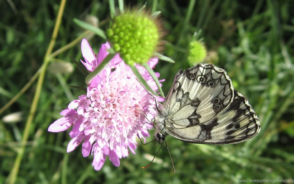 Flowers Wallpapers, Flower Photos, Exotic Flowers For Your Desktop ...