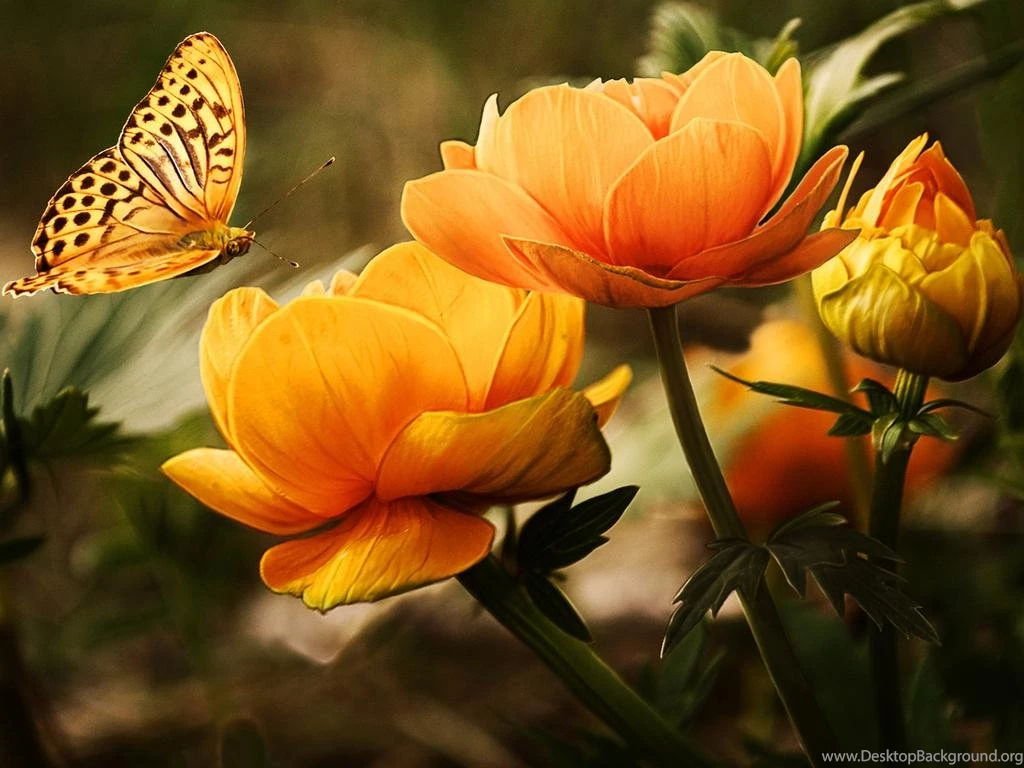Butterfly And Flower Image 1080p