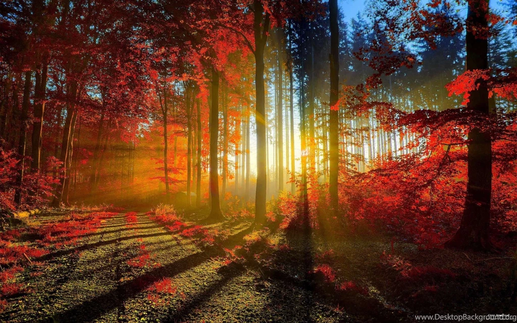 1370271564_red_forest autumn_of_natural_scenery_wallpaper_2560x1600 Download.jpg