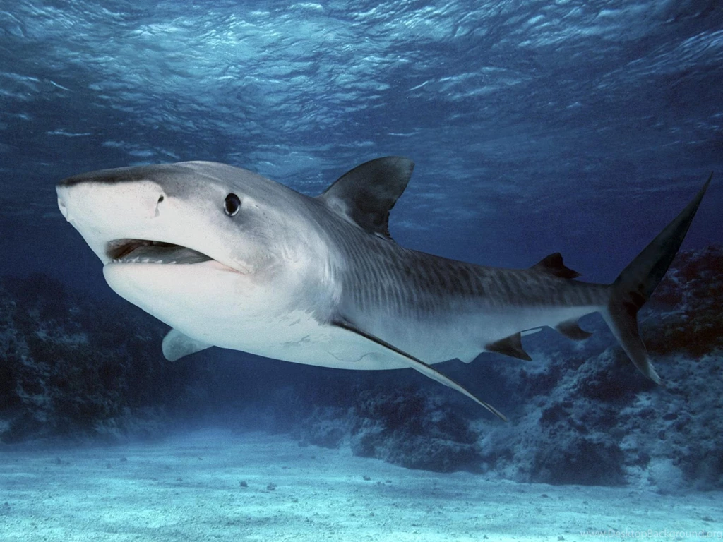 Nurse Shark Desktop Wallpaper, Nurse Shark Photos