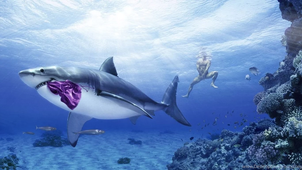 Sharks Wallpapers PC Desktop