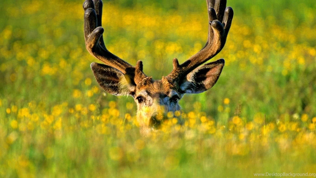 Bing Wallpapers Archive