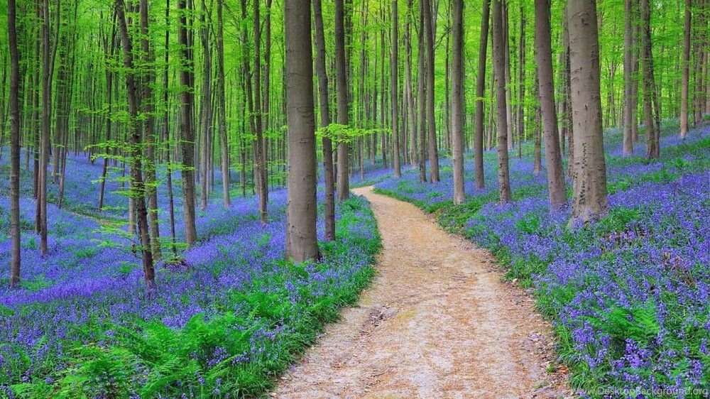 Bluebells.jpg