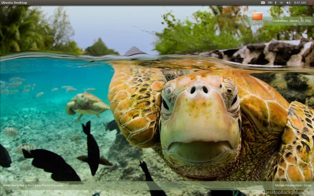 Pic New Posts: Bing Wallpapers Theme