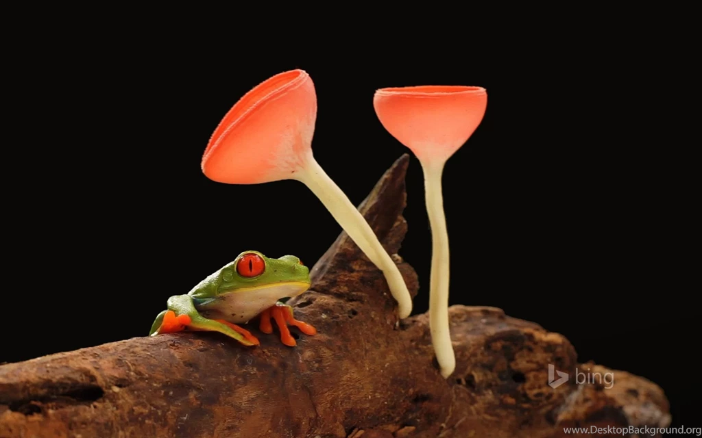 Bing Wallpapers Archives