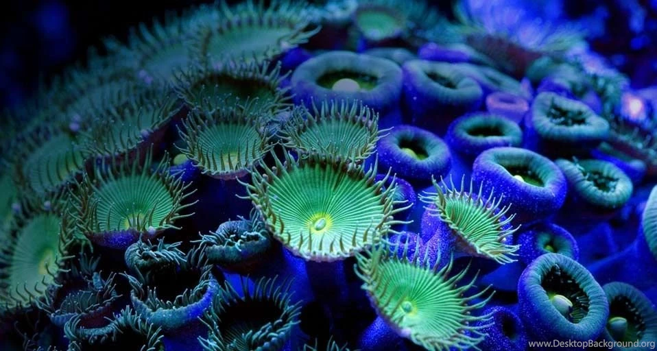 Bing Wallpapers Archive