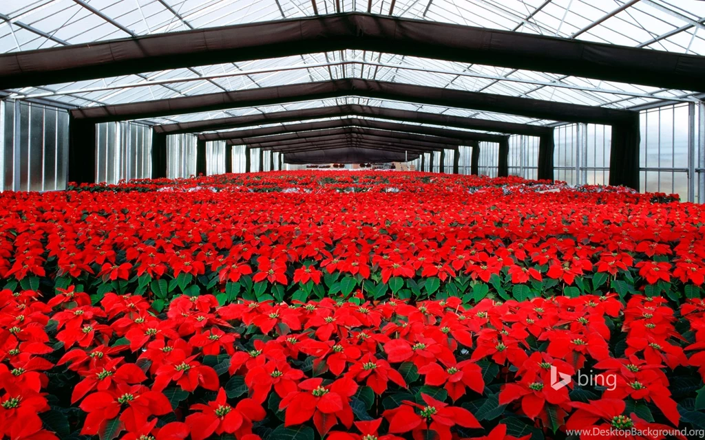 Poinsettia Flowers Cultivation In Greenhouse
