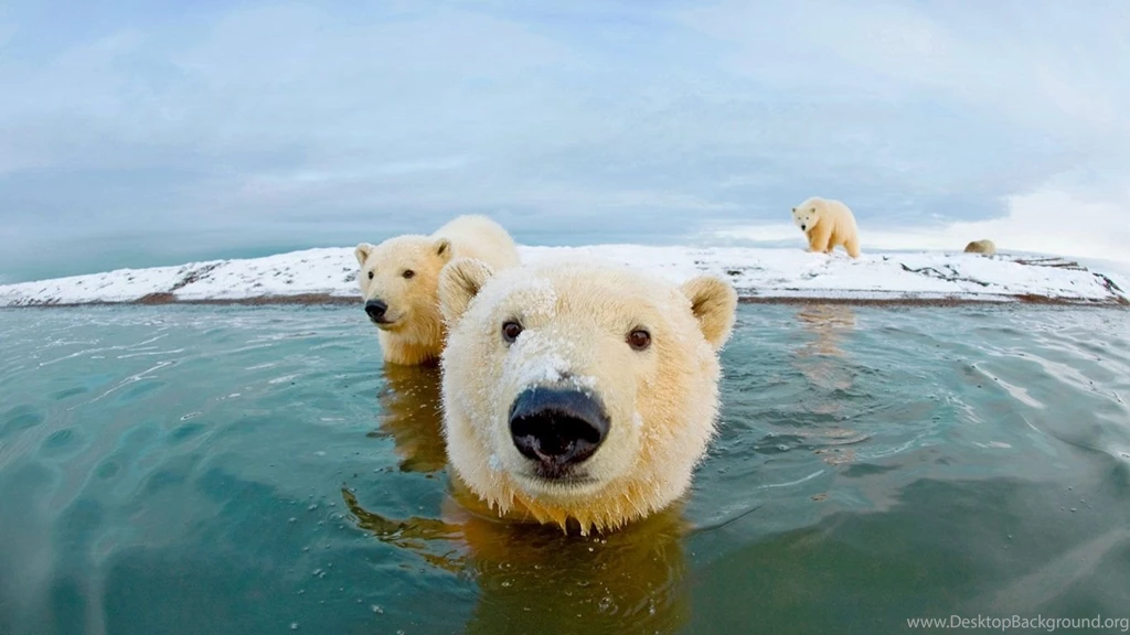 Bing Image Archive: Polar Bears, Arctic National Wildlife Refuge ...