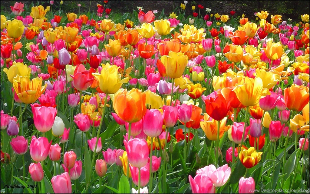 Colorful Tulip Wallpapers For Desktop