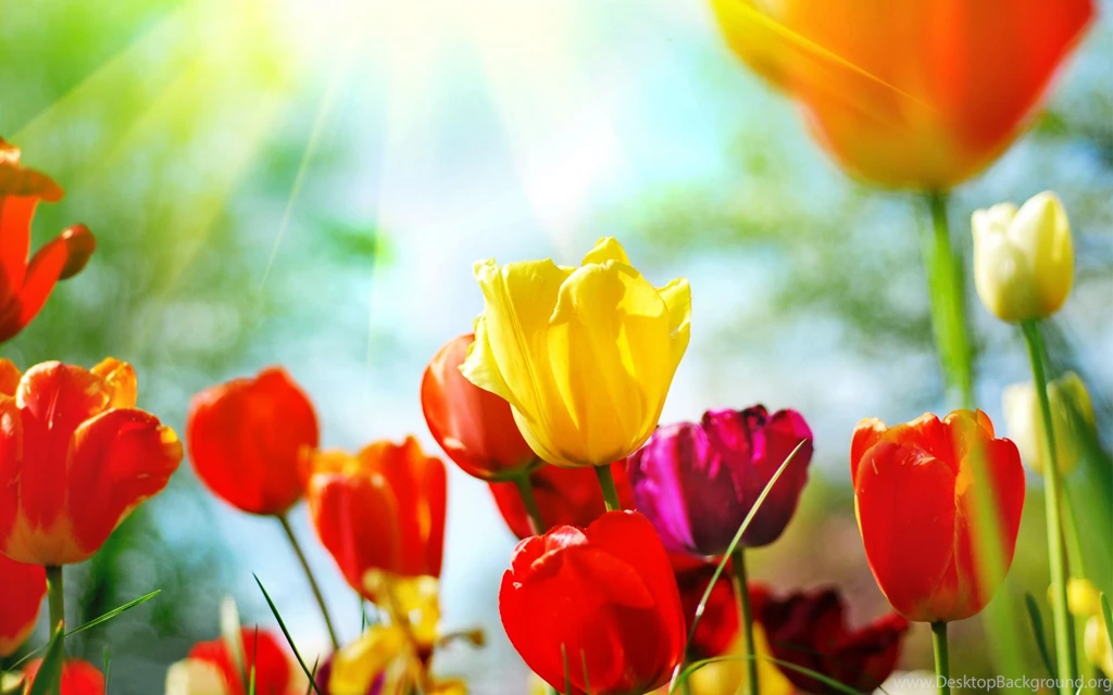 Colorful Tulips Wallpapers And Images   Wallpapers, Pictures, Photos