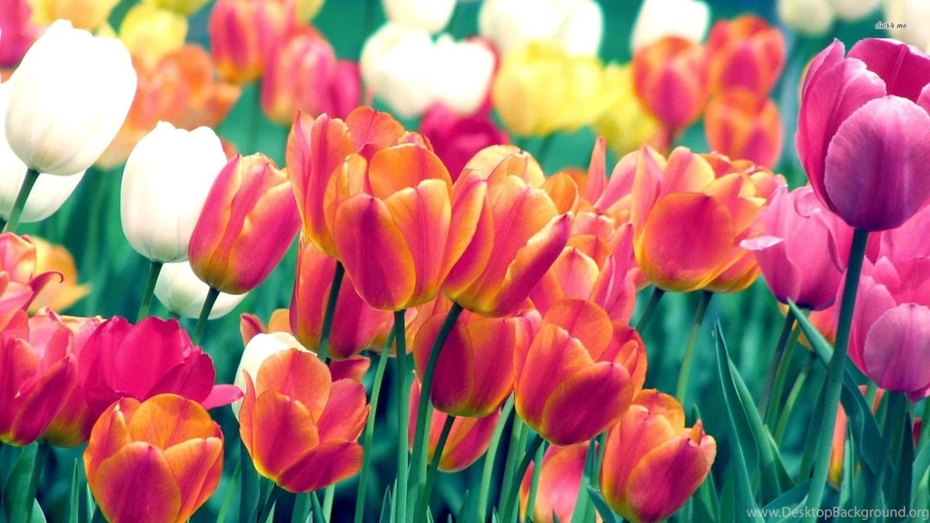 Colorful Tulips Wallpapers   Flower Wallpapers