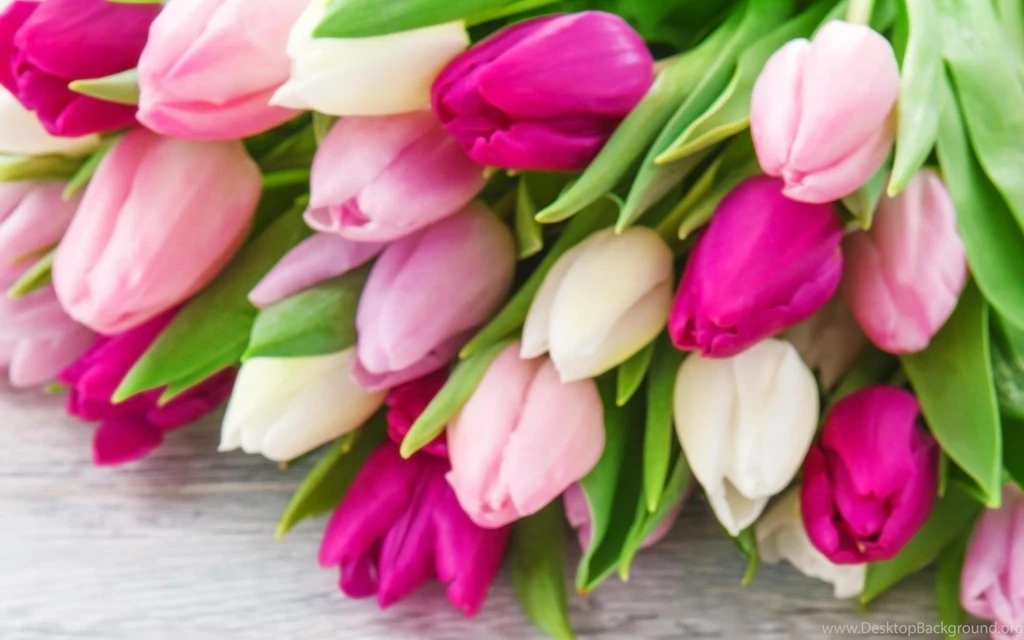 TULIPS WALLPAPER   (