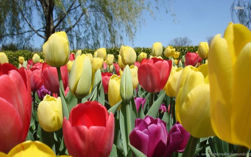 Colorful Tulips Wallpapers   Flower Wallpapers