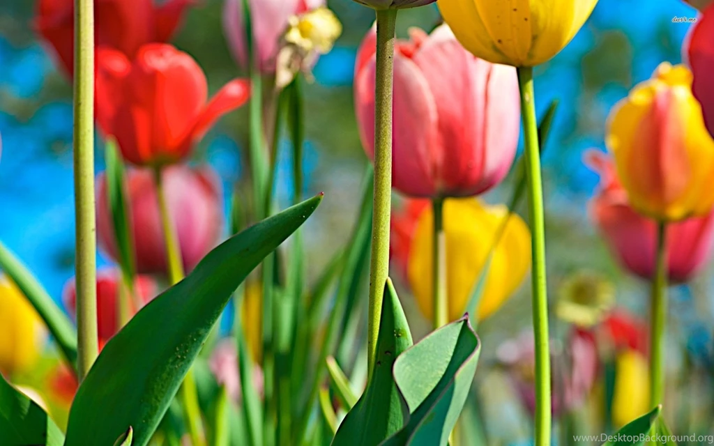 Tulips Wallpapers   Flower Wallpapers
