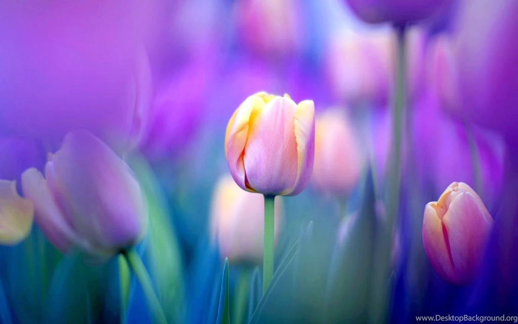 Field Of Yellow Tulips Wallpaper.