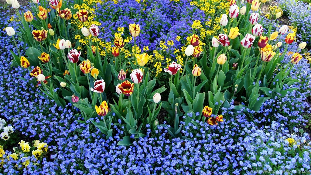 Colorful Tulips Wallpapers