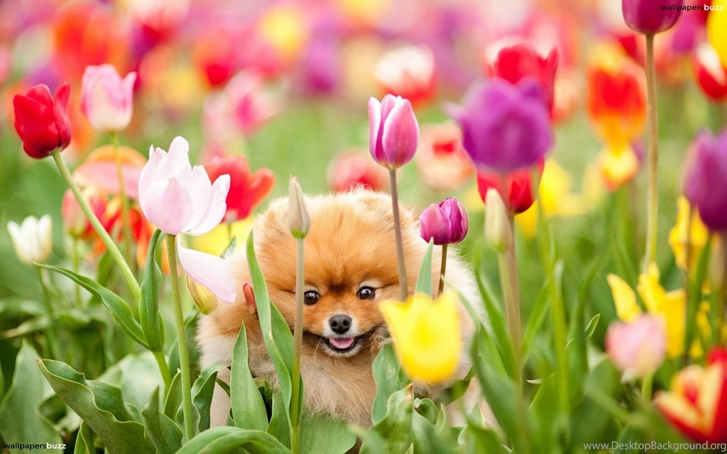 Cute Dog And Tulips