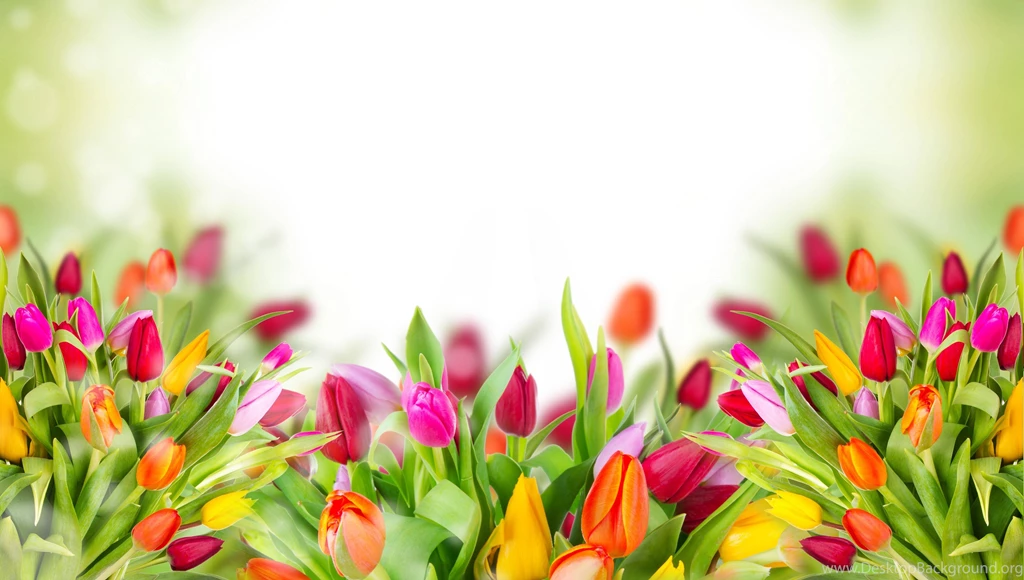 Colored Tulips 6780x3838px