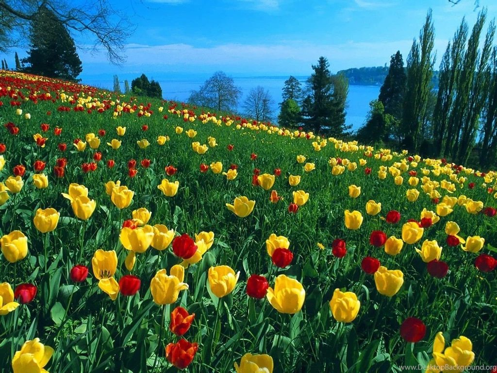 Lovely Yellow Tulip Wallpapers   Colors Wallpapers (34512434)   Fanpop