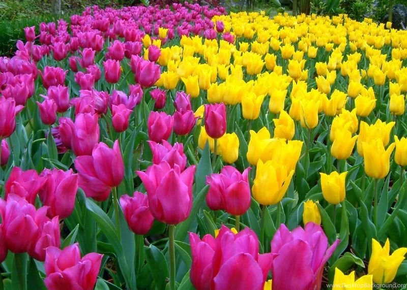 Tulip Flowers Wallpapers (15 Photos)