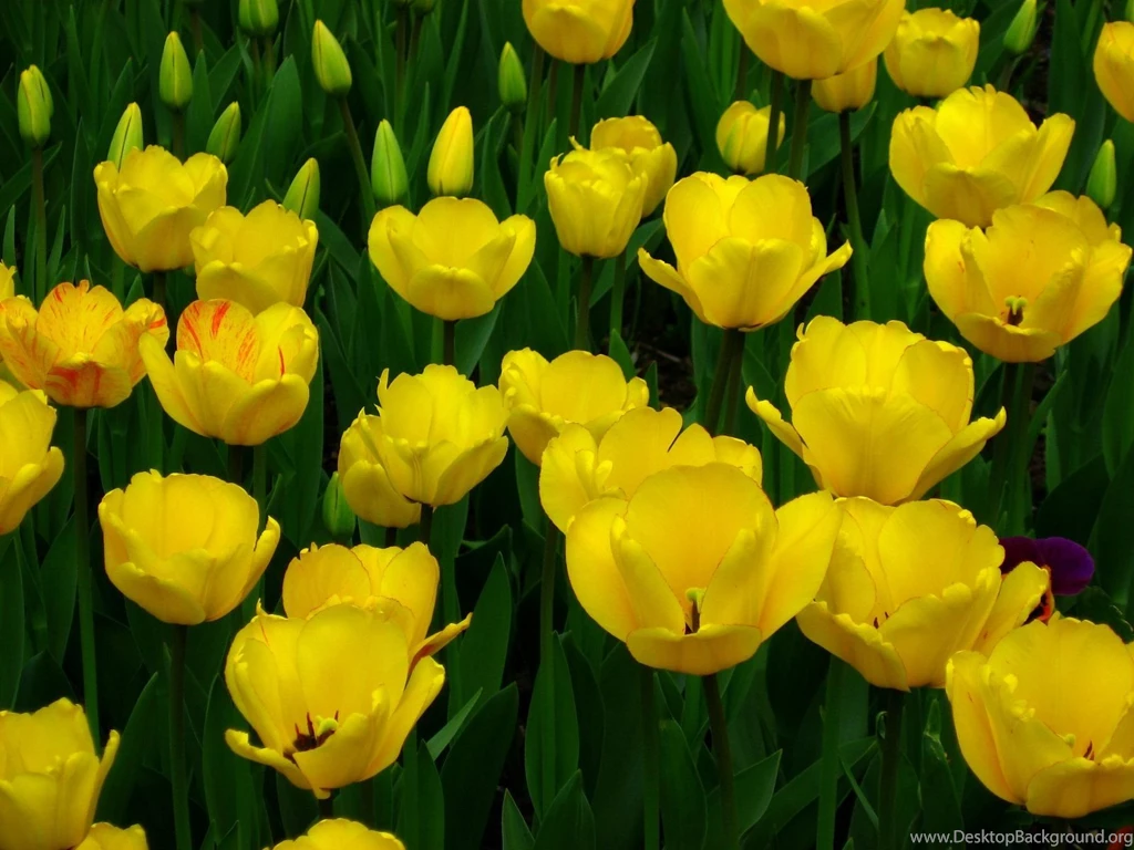 Lovely Yellow Tulip Wallpapers   Colors Wallpapers (34512401)   Fanpop