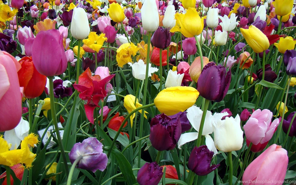 Tulip Desktop Wallpapers
