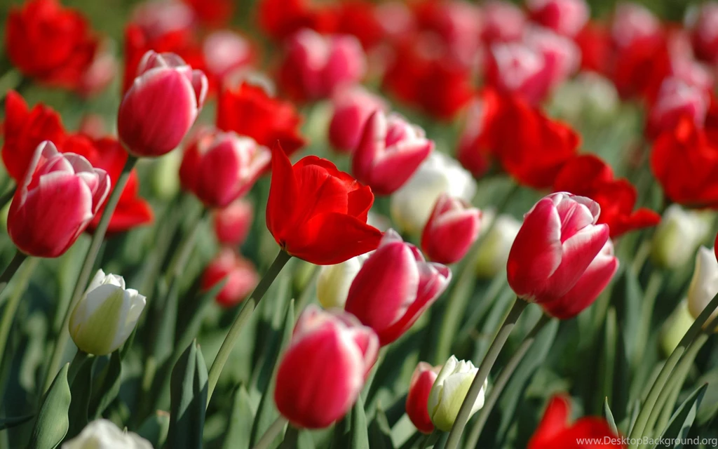 Colorful Tulips Wallpapers