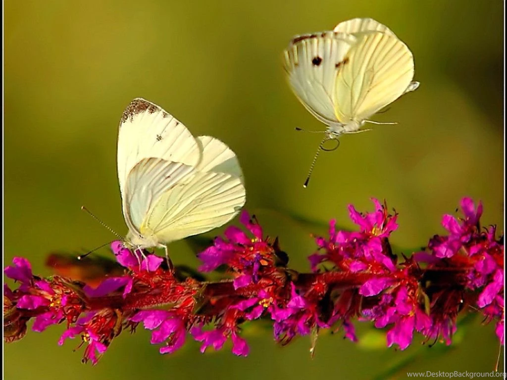 Wallpapers Butterflies Girl Butterfly Resolution Free Best Hd And ...