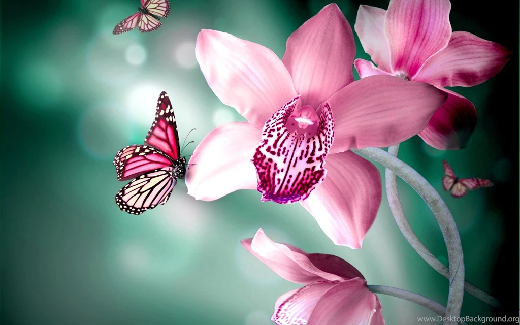 Butterflies Flower HD Wallpapers