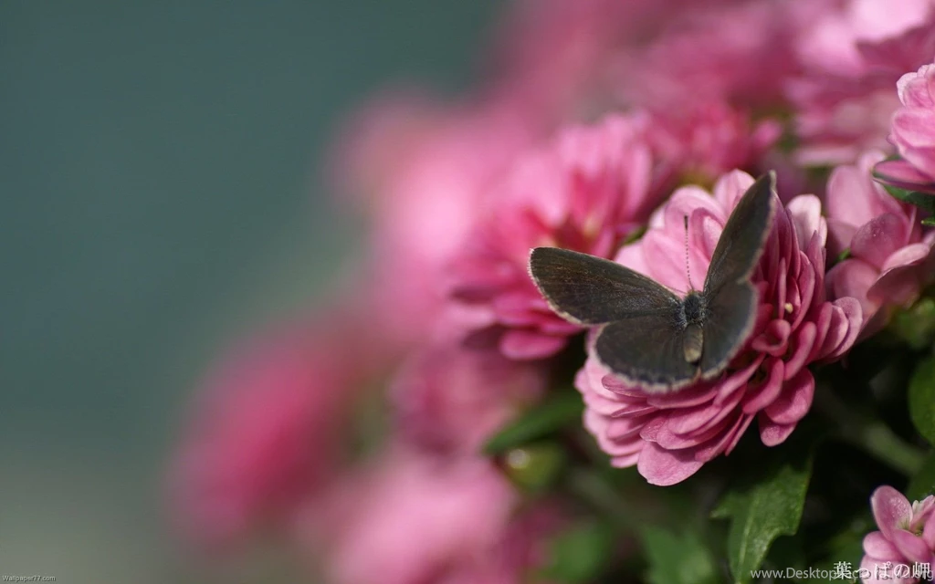 Butterfly Pink Wallpapers 141166