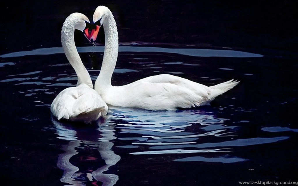 Collection Of Bird Photos And Wallpapers. List Of Birds By Name