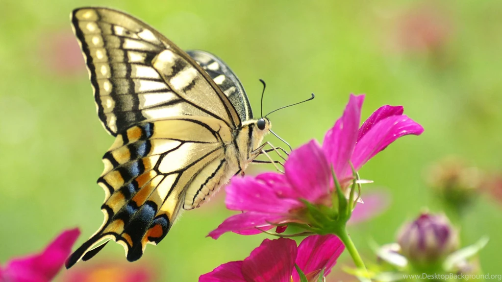 Beautiful Pink Flowers And Butterflies Pictures Wallpapers ...