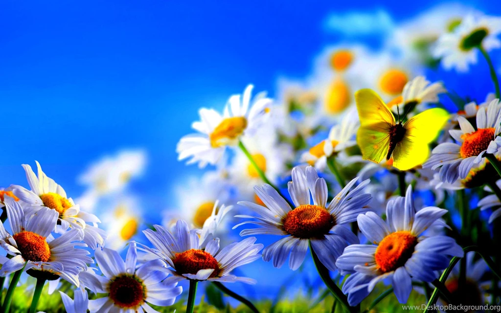 Spring Flowers And Butterflies Wallpaper 29.jpg
