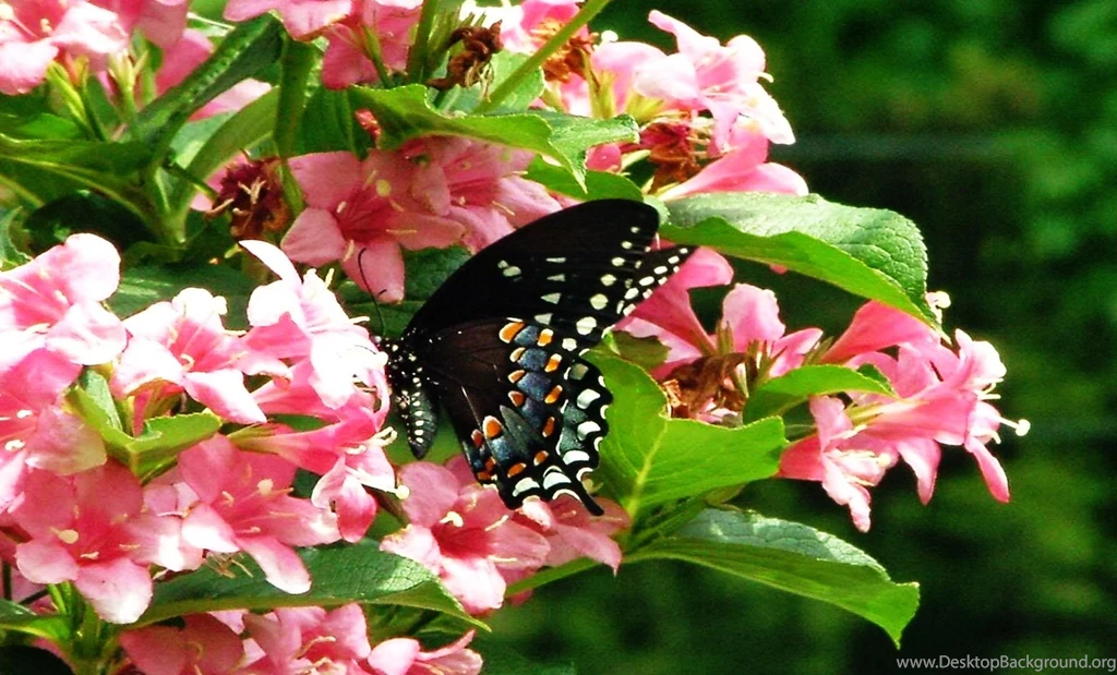 Butterflies: Gorgeous Black Butterfly Pink Flowers Wallpapers ...