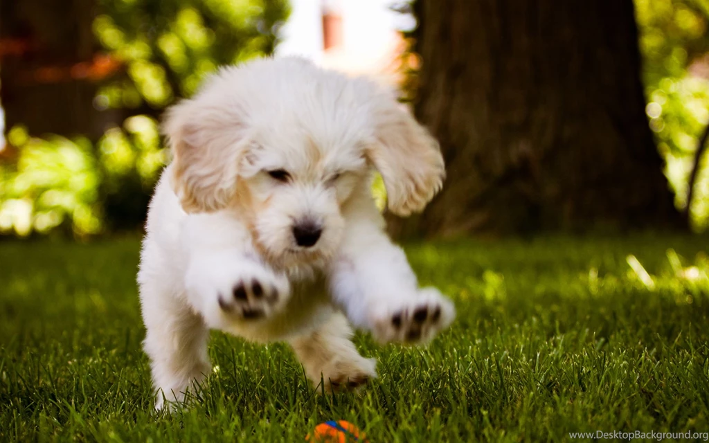 Little Dog Playing In The Wood Free Hd Wallpapers Desktop ...