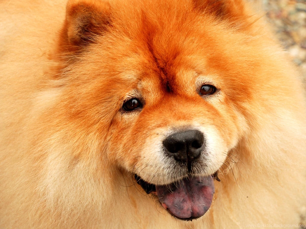 Chow Chow Dog Wallpapers   , New Wallpapers, New Wallpapers