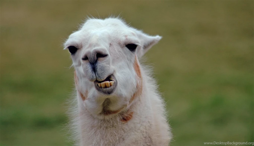 White Llama (photo Of)