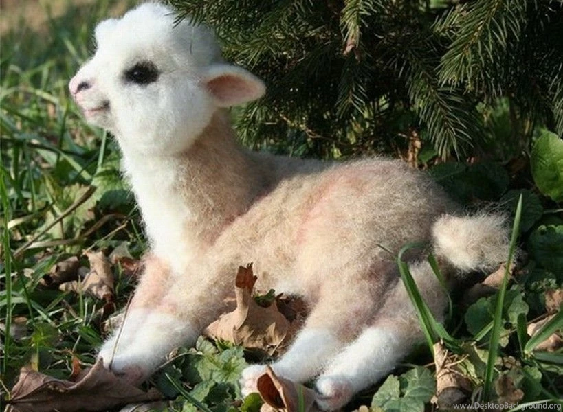 Other: Cuteness Resting Llama Baby Cute Free Desktop Backgrounds ...