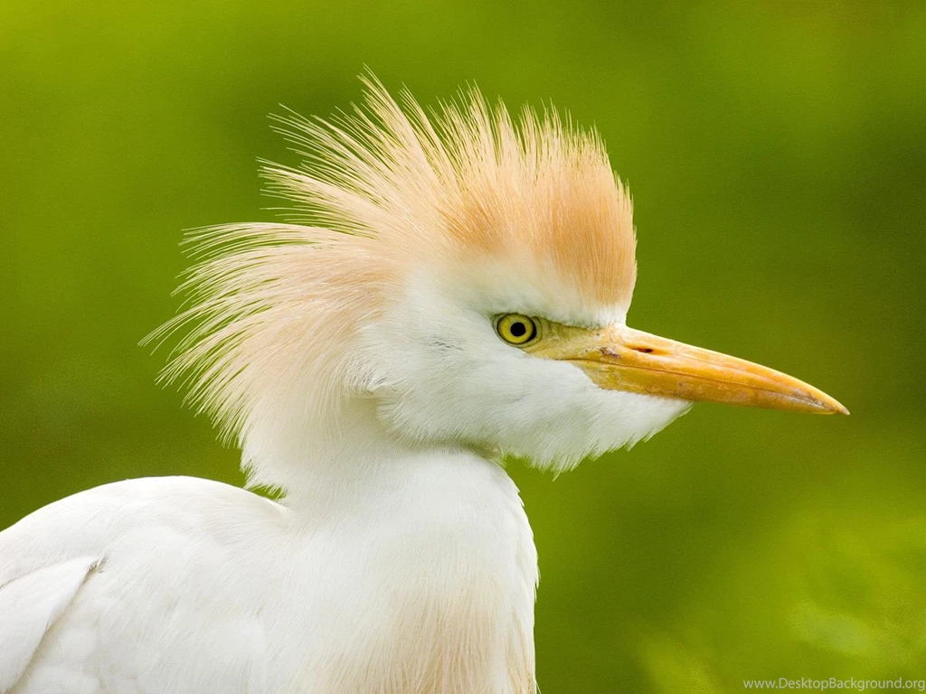 Birds Wallpapers HD