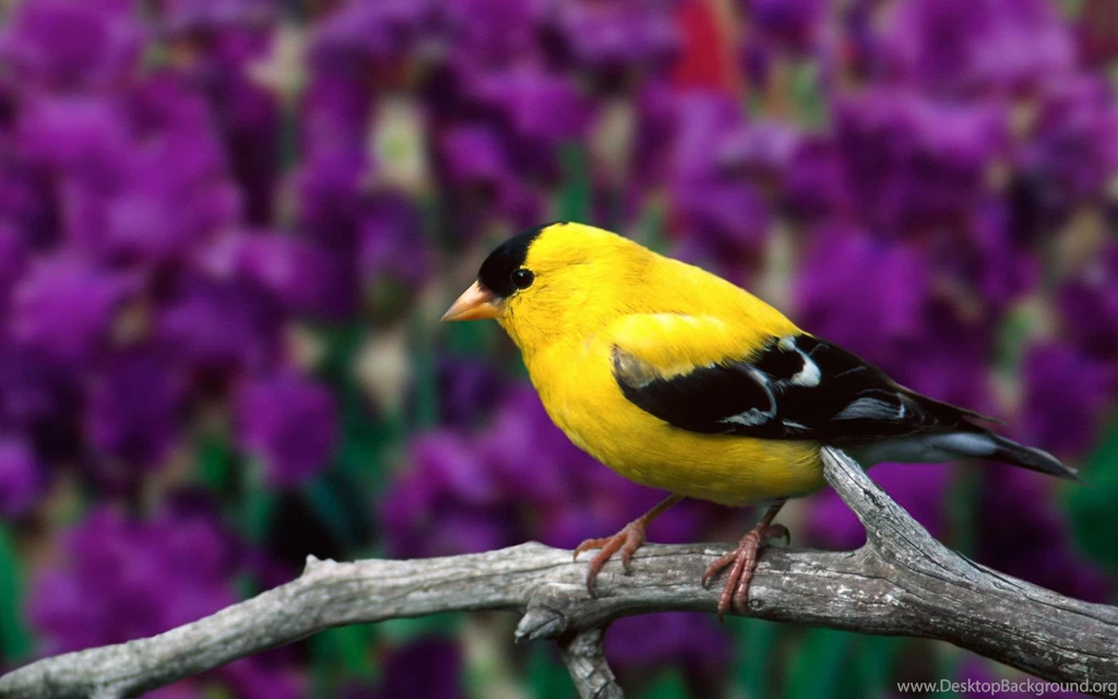 Desktop hd bird wallpaper.jpg