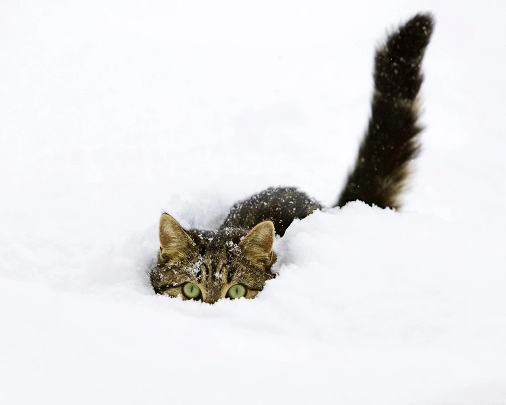 Terralonginqua: Snow Cat / Funny Animals Wallpapers